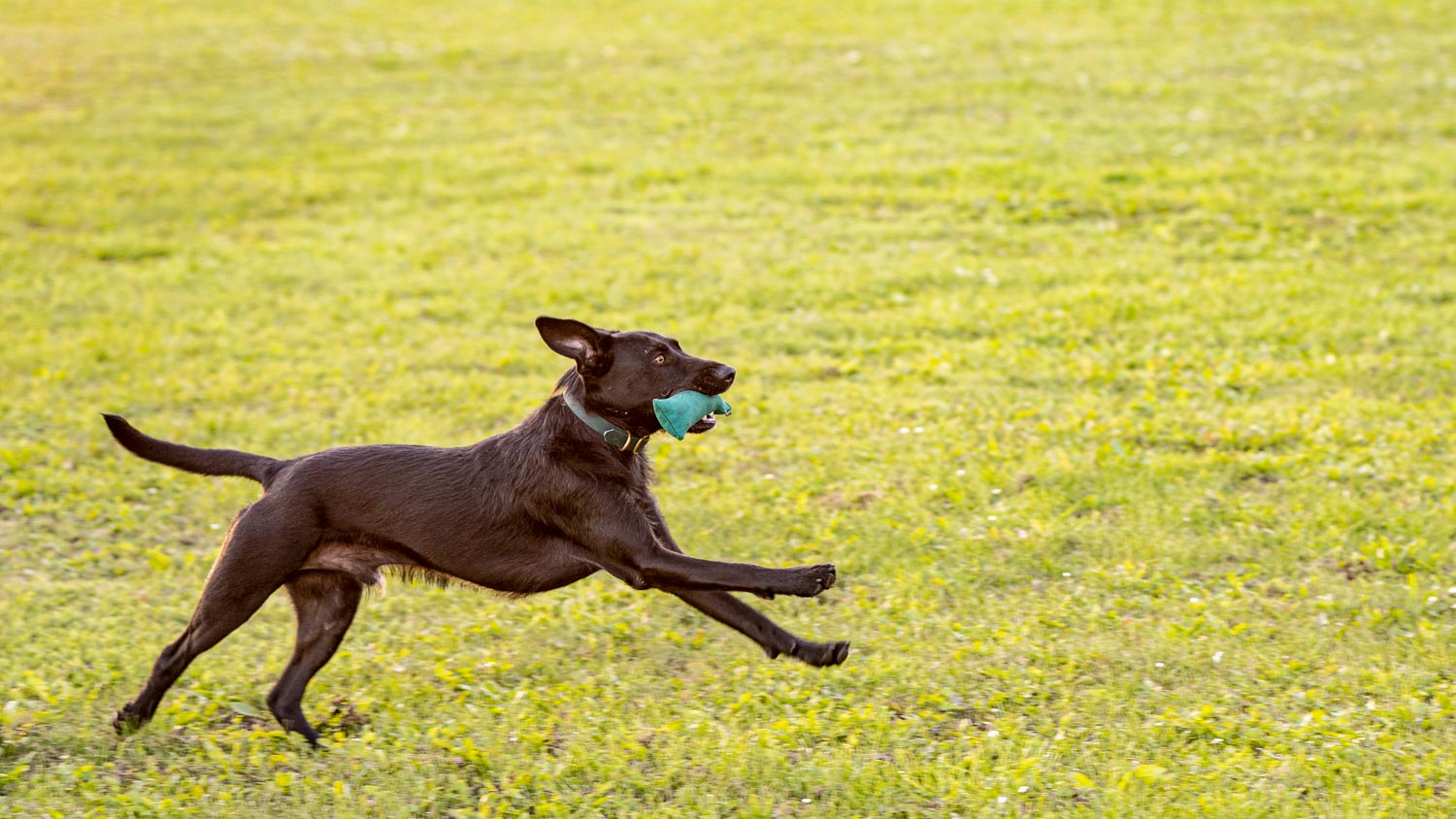 Auf diesem Bild sieht man einen Labrador-Mischling beim Dummytraining. Er trägt ein Standard 250g Dummy von Romneys.
