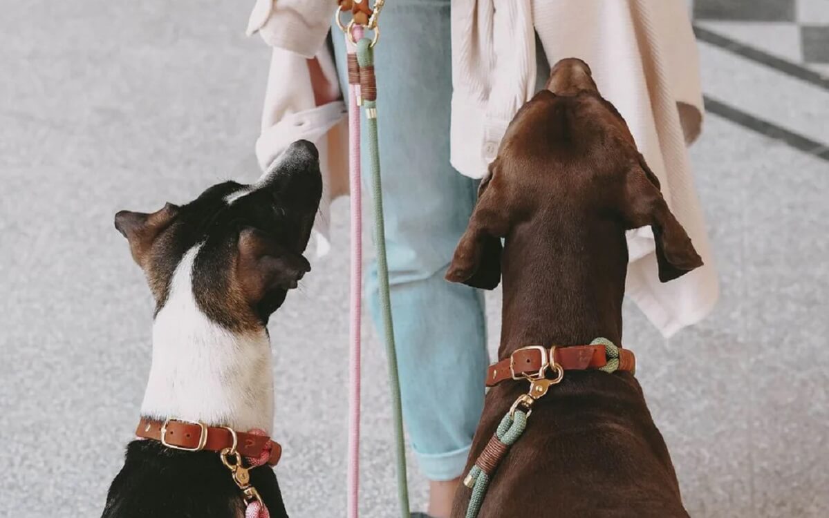 Halsband oder Geschirr beim Hund: Was ist besser? | Pawsome