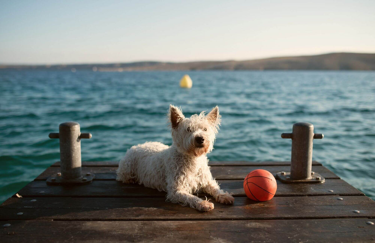Urlaub mit Junghund Teil 2: Erfahrungsbericht – Pawsome Hundeblog