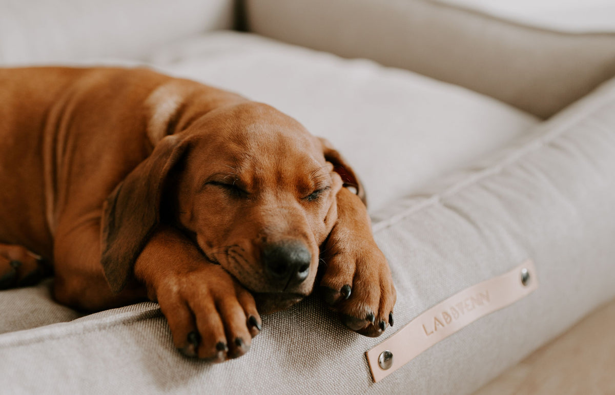 Halsband für Welpen: Warum es zur Grundausstattung gehört – Pawsome Hundeblog
