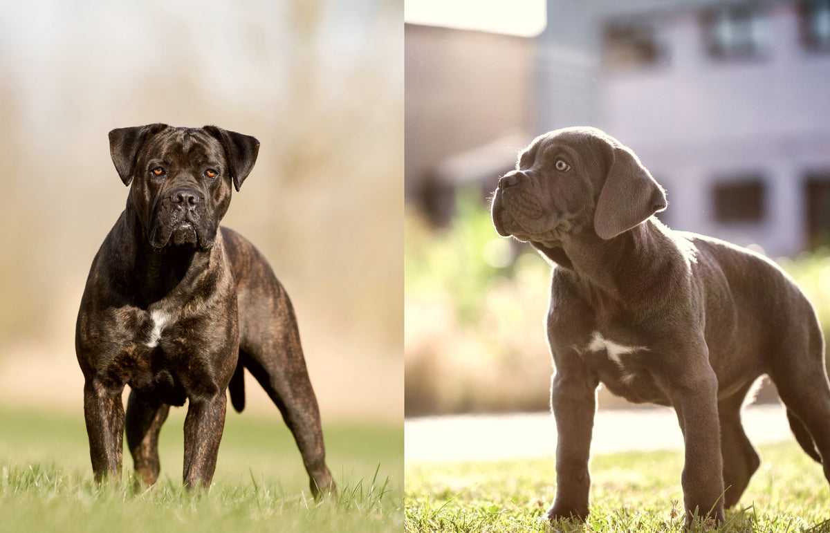 Cane Corso - Kräftiger Italiener mit langer Geschichte – Pawsome Hundeblog