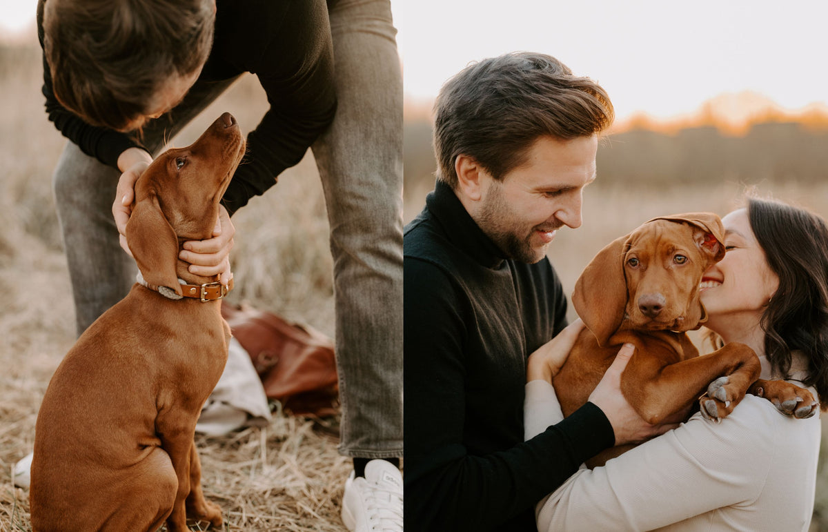 Der Magyar Vizsla - ein Rasseportrait – Pawsome Hundeblog