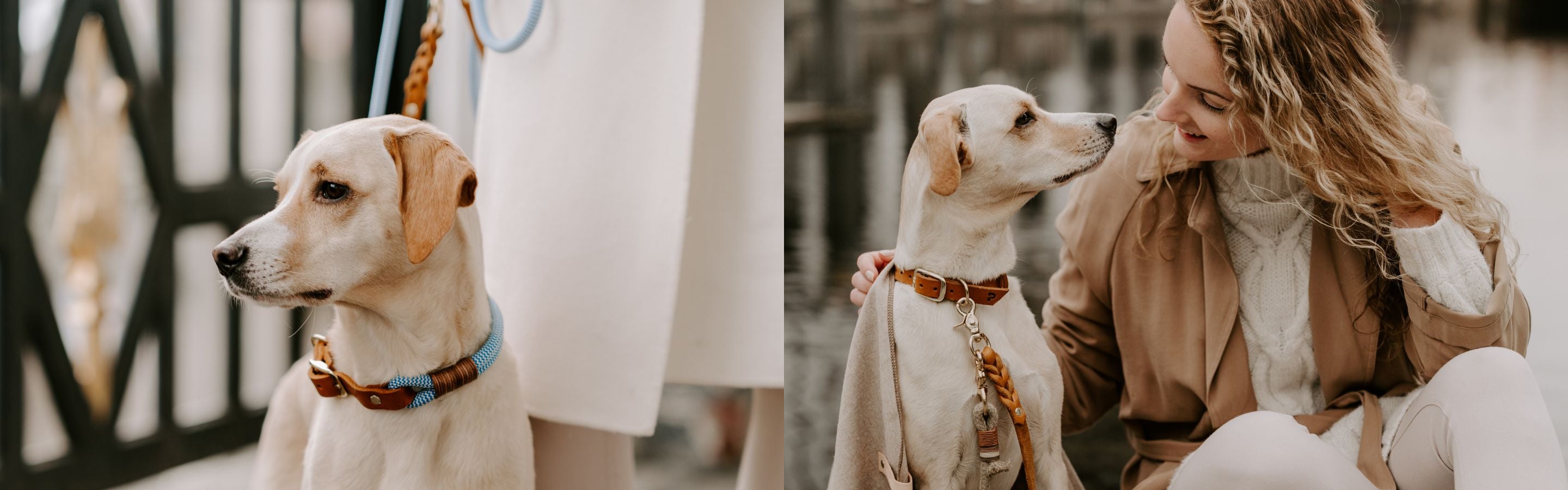 Einzigartige Hundehalsbänder