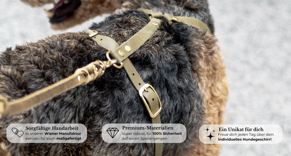 Maßgefertigte Hundegeschirre aus Fettleder und Biothane – Pawsome Hundezubehör aus Wien