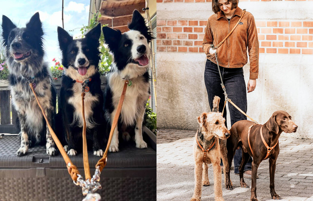 Verbindungsteil für zwei Hunde an einer Leine – Pawsome Hundezubehör
