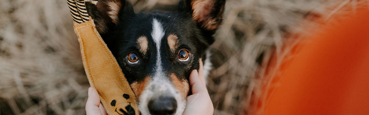 Beschäftigungsspielzeug und Schnüffelspielzeug für Hunde – Pawsome Hundezubehör