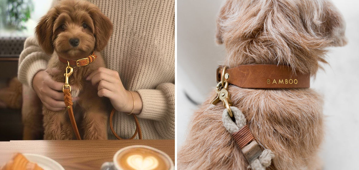 Hundezubehör aus Fettleder: Halsbänder, Leinen und Geschirre – Pawsome Hundezubehör