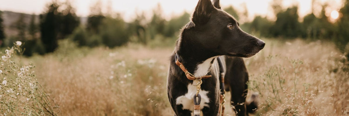 Tauhalsbänder aus Kletterseil in vielen Farben – handgefertigt von Pawsome Hundezubehör