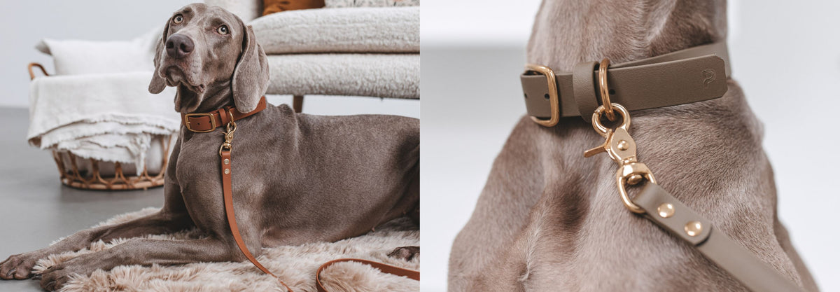Biothane-Halsband und Biothane-Leine im Set – Pawsome Hundezubehör aus Wien