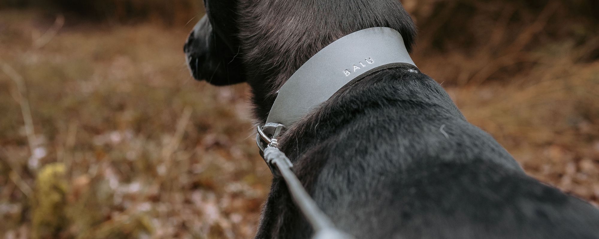 Halsband-Leine-Sets aus Leder