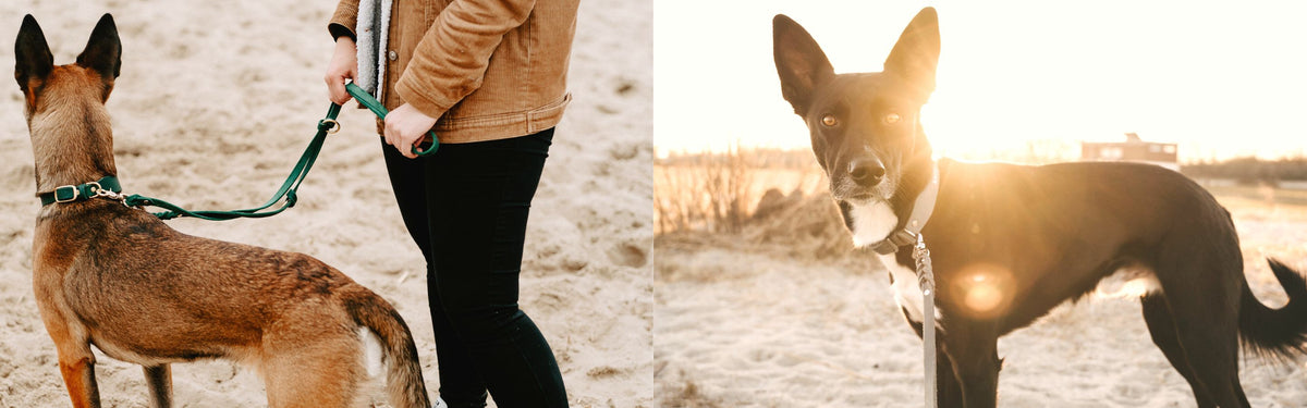 Lederleine Bjarki aus butterweichem Fettleder – Pawsome Hundezubehör aus Wien