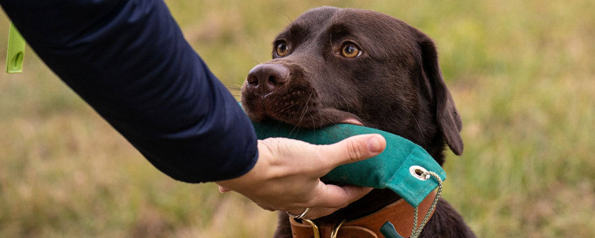 Zubehör fürs Hundetraining: Schleppleine, Kurzführer und Schnüffelspielzeug – Pawsome Hundezubehör