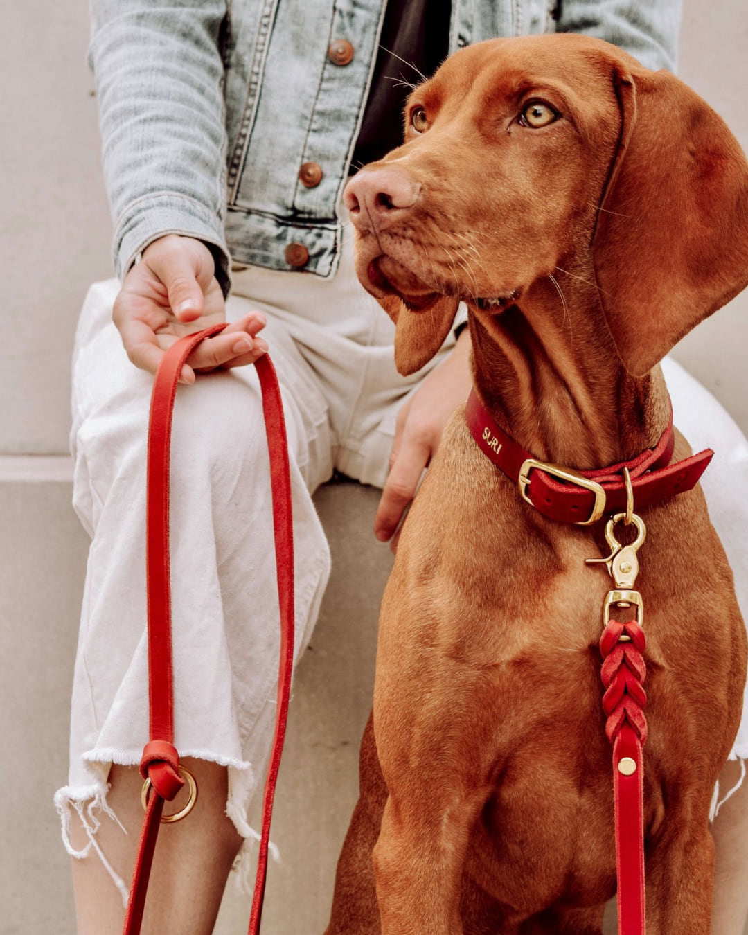 Vizsla mit der Hundeleine Bjarki in Chili