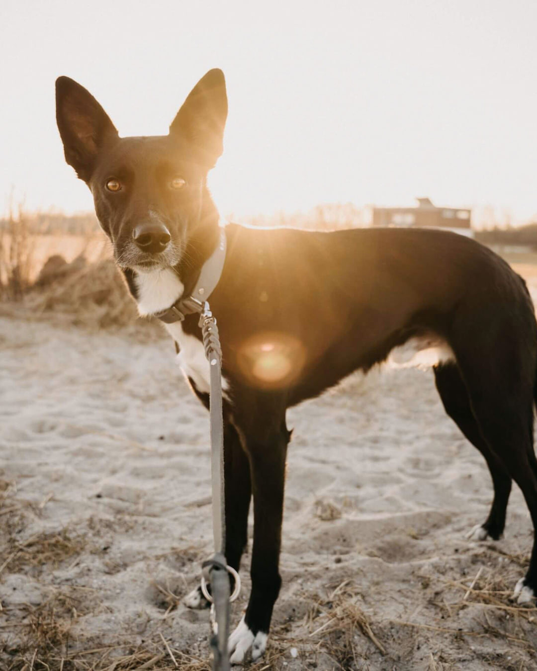 Hund am Strand mit der Hundeleine Bjarki in Steingrau