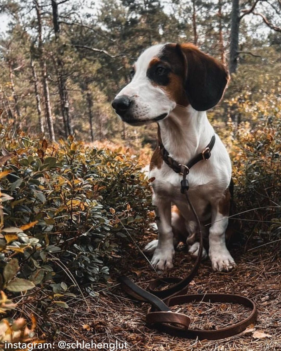 Hund im Wald mit der Retrieverleine Bayo aus Fettleder, Foto: instagram @schlehenglut