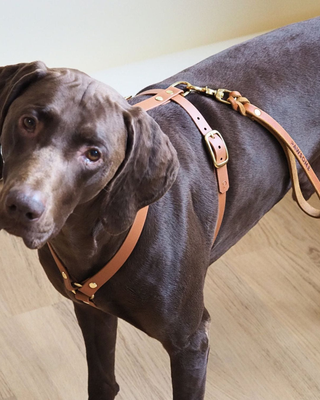 Hund mit dem Kurzführer und Hausleine aus Fettleder