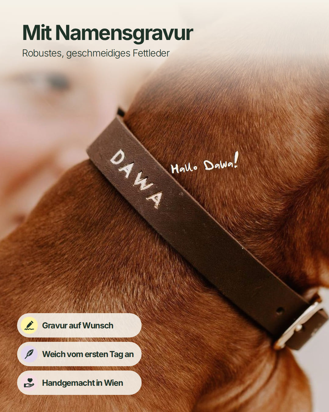 Puppy Special: Set | Puppy collar & rope leash including 25% voucher