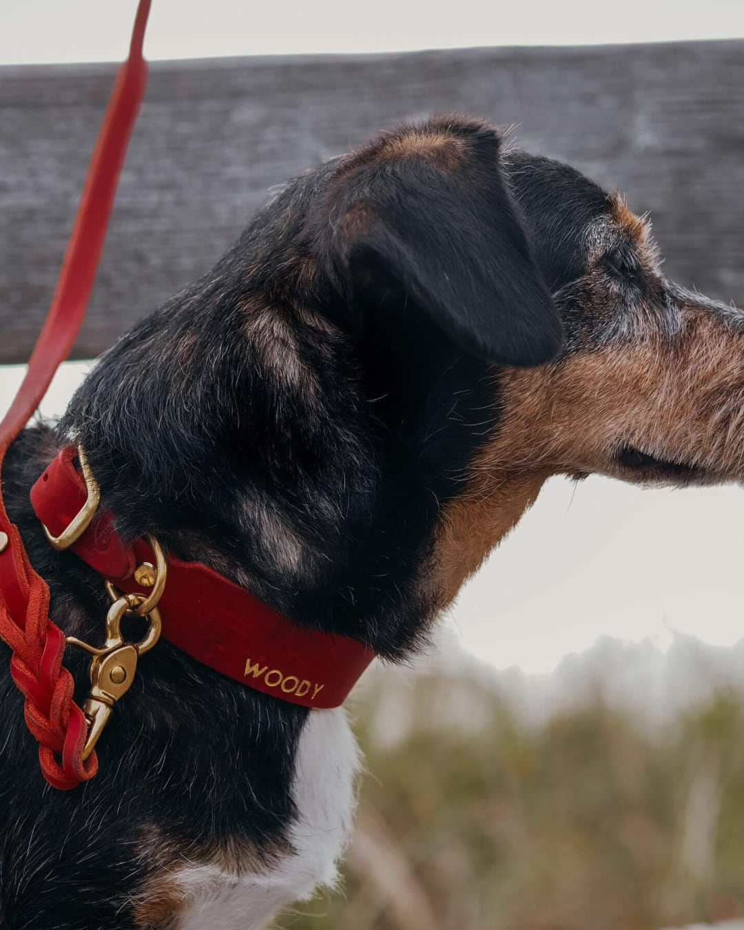 Hund mit Halsband und Hundeleine Bjarki in Chili