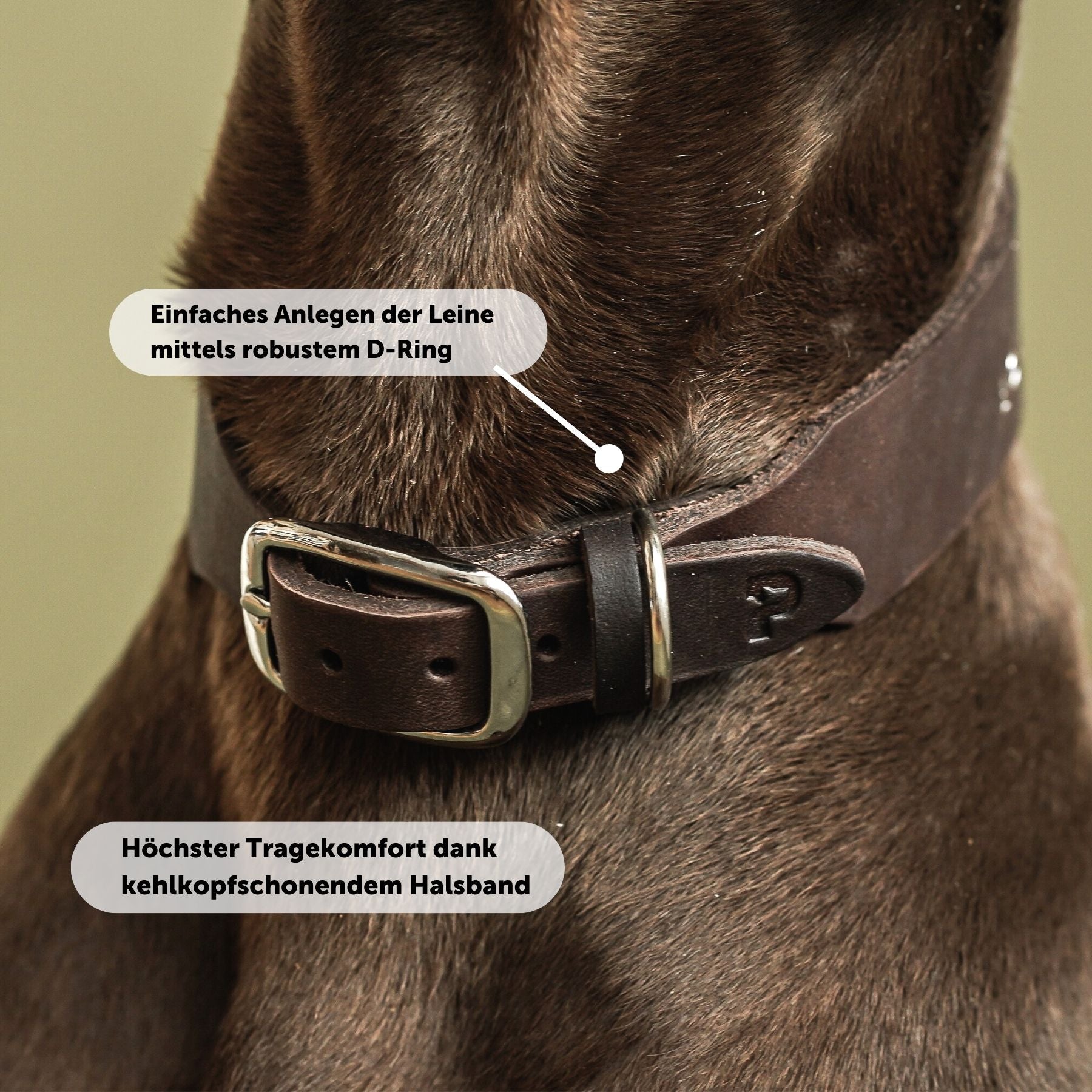Set | Leather collar & leash in chestnut