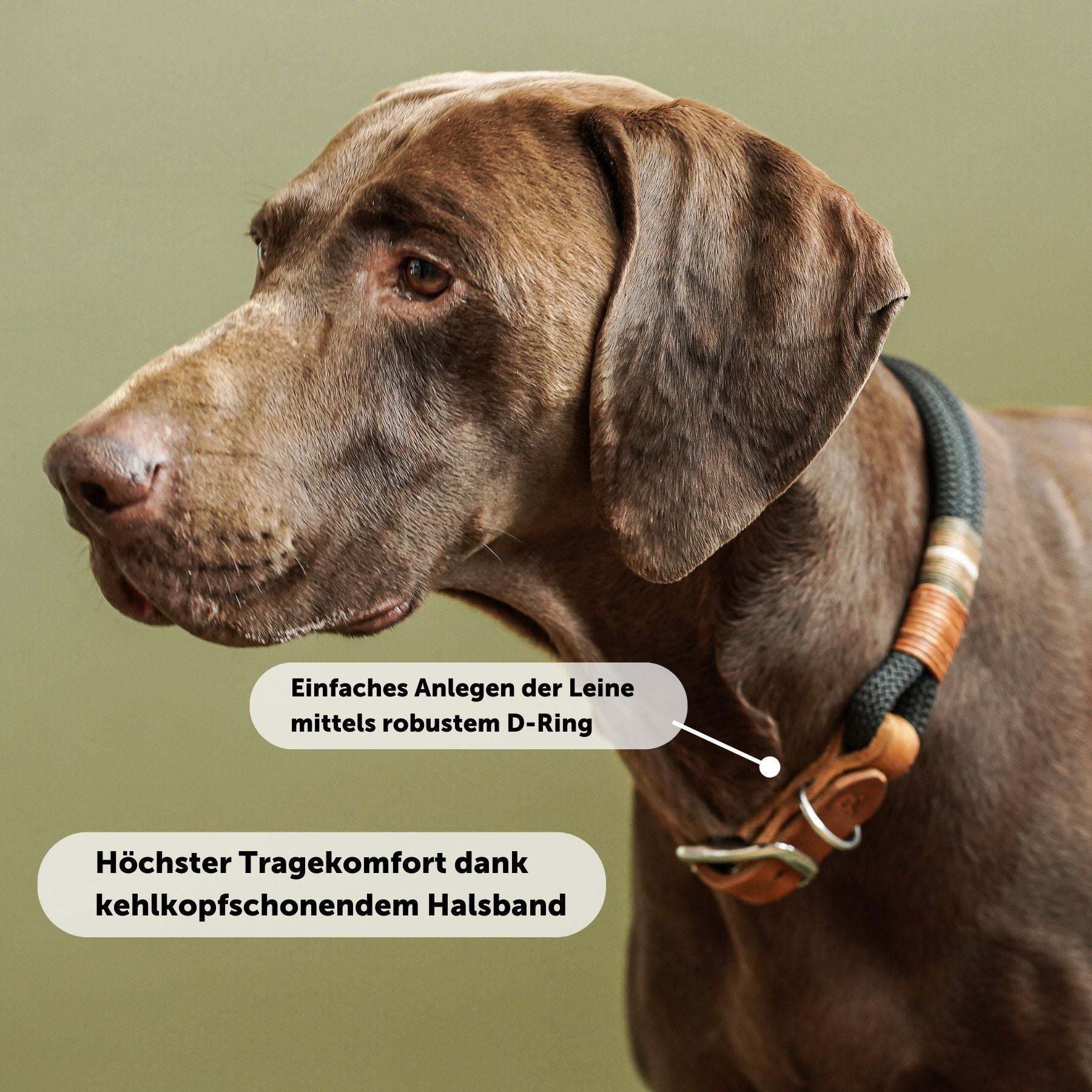 Dew collar 'Berlin'