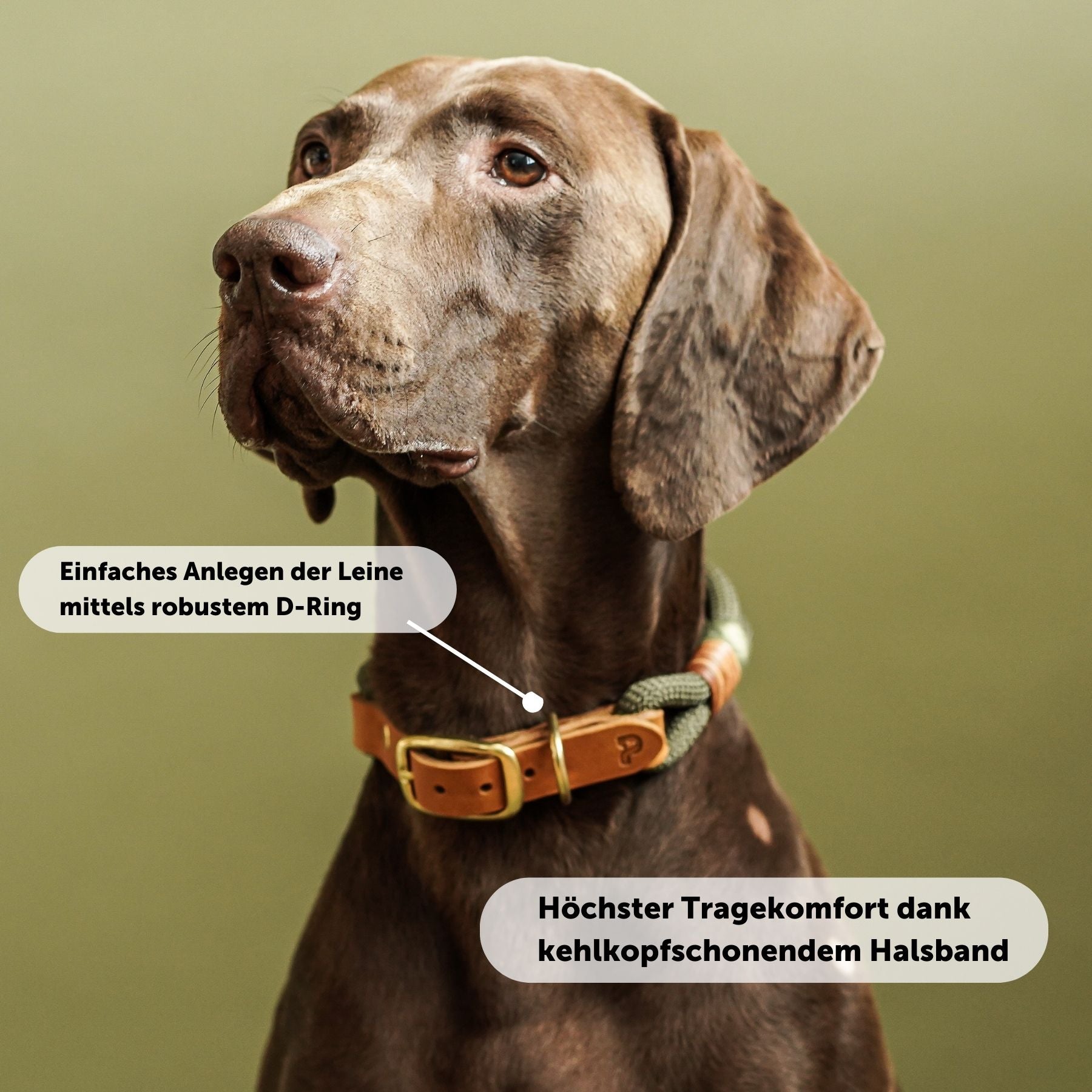 Dew collar 'Olive Grove'