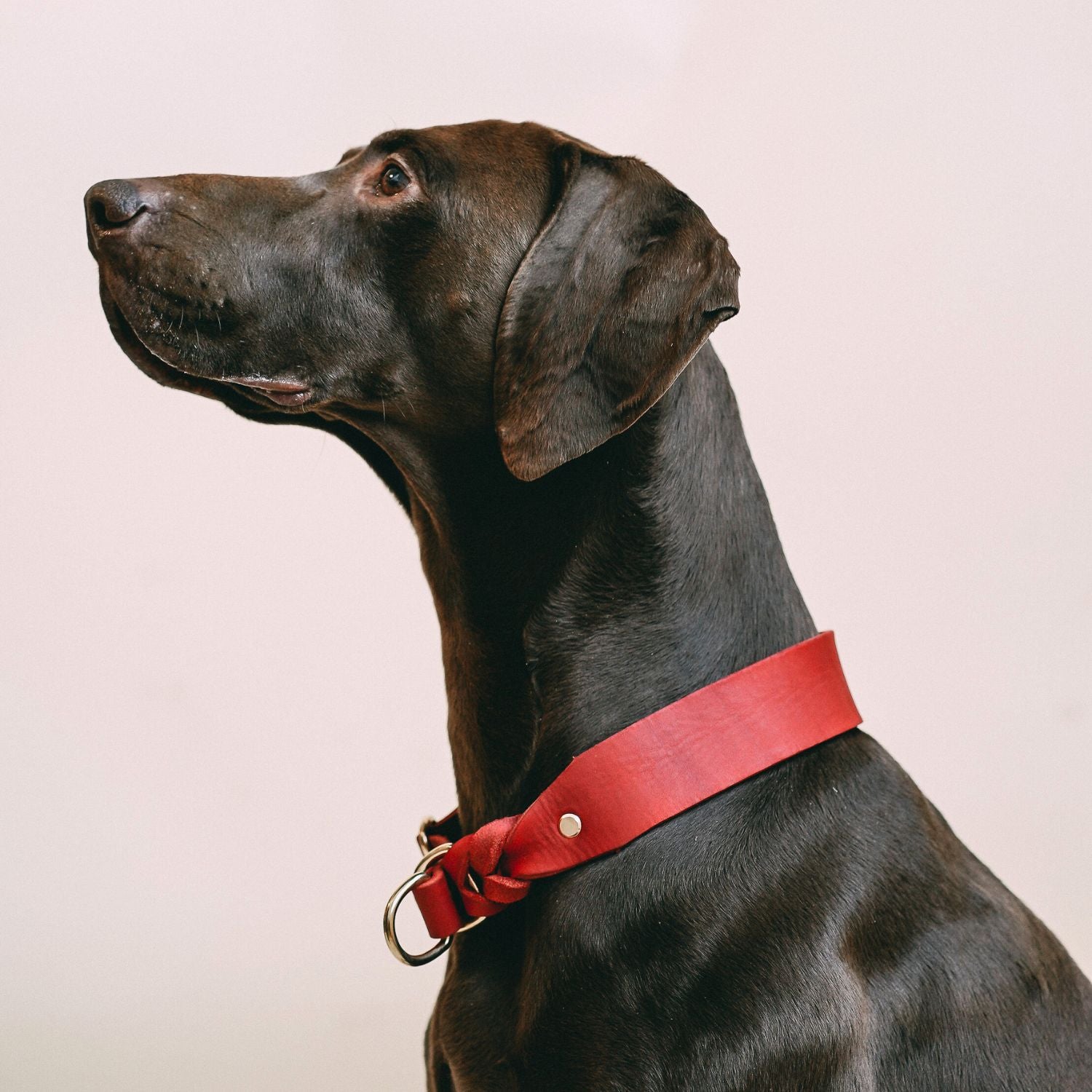 Pull stop collar made of greased leather 'Chili'