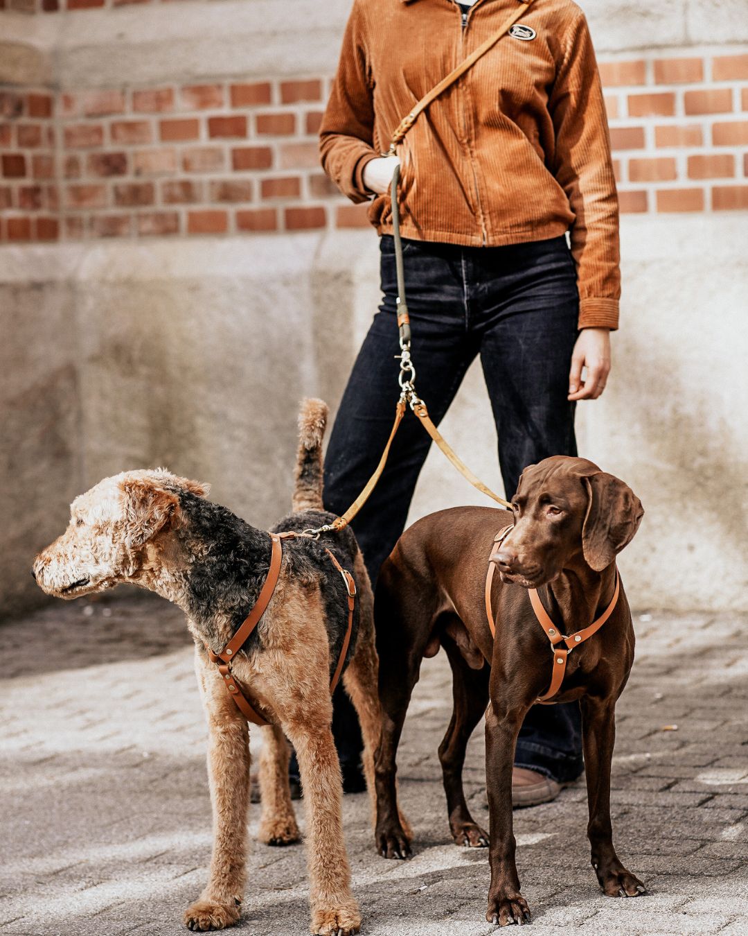 Verbindungsteil aus Leder für mehrere Hunde an einer Leine (1 Stück)