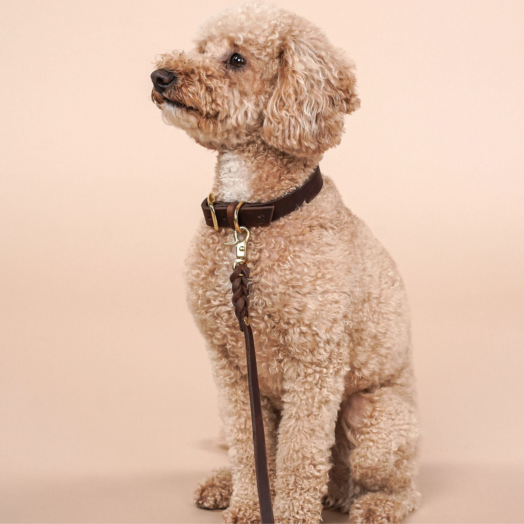 Set | Leather collar & leash in chestnut