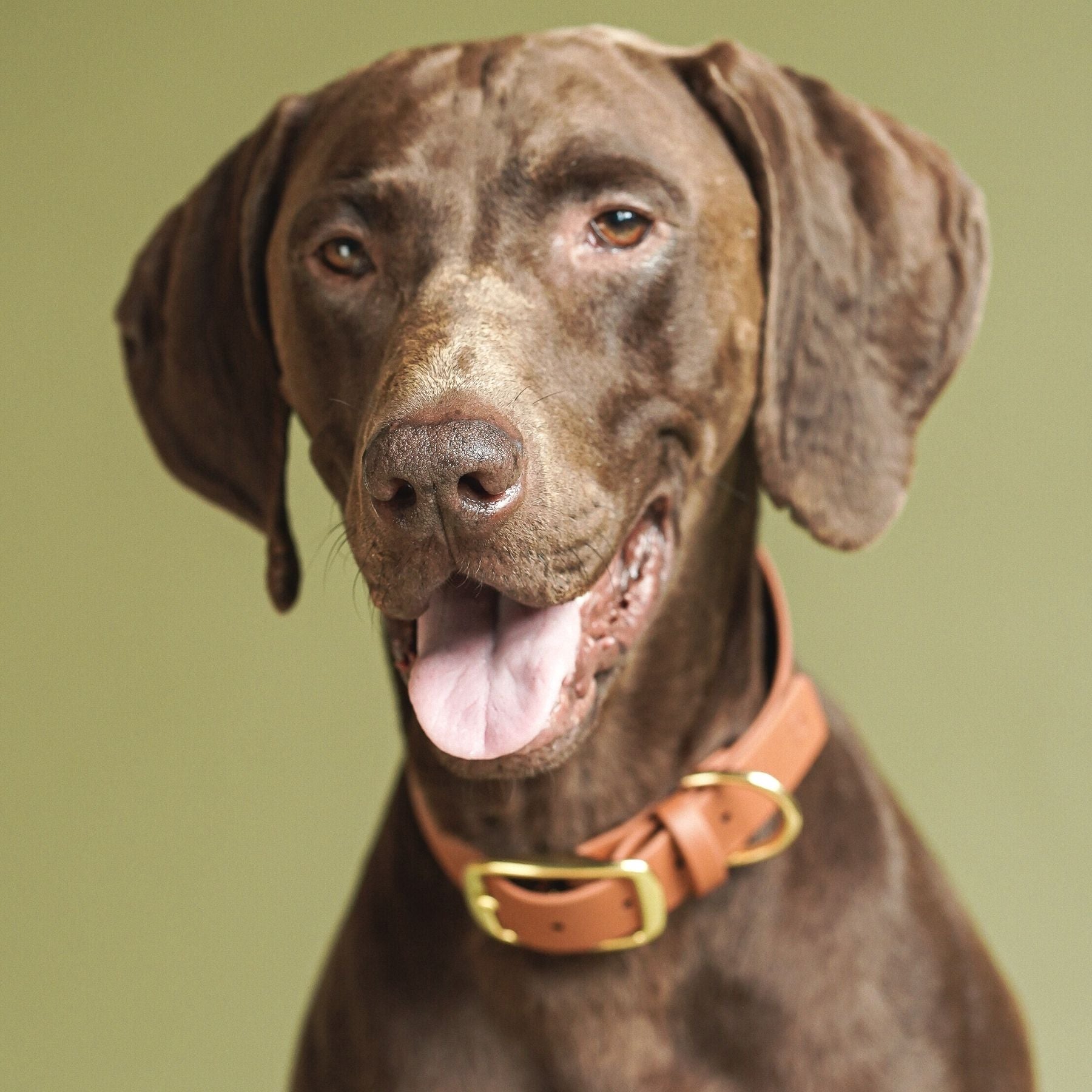 Set | Halsband & Leine aus Biothane® 'Hellbraun'