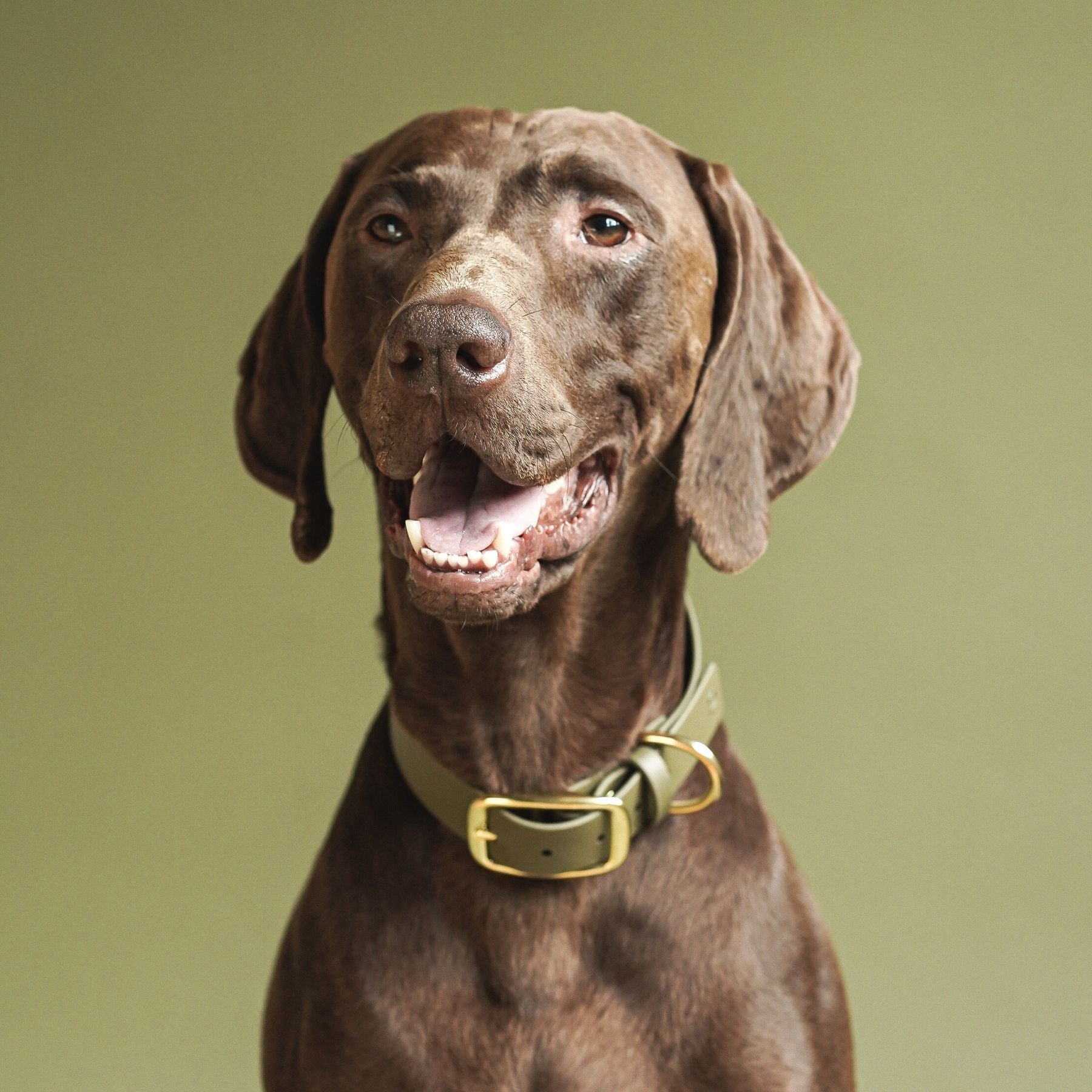 Set | Collar & leash made of Biothane® 'Khaki'