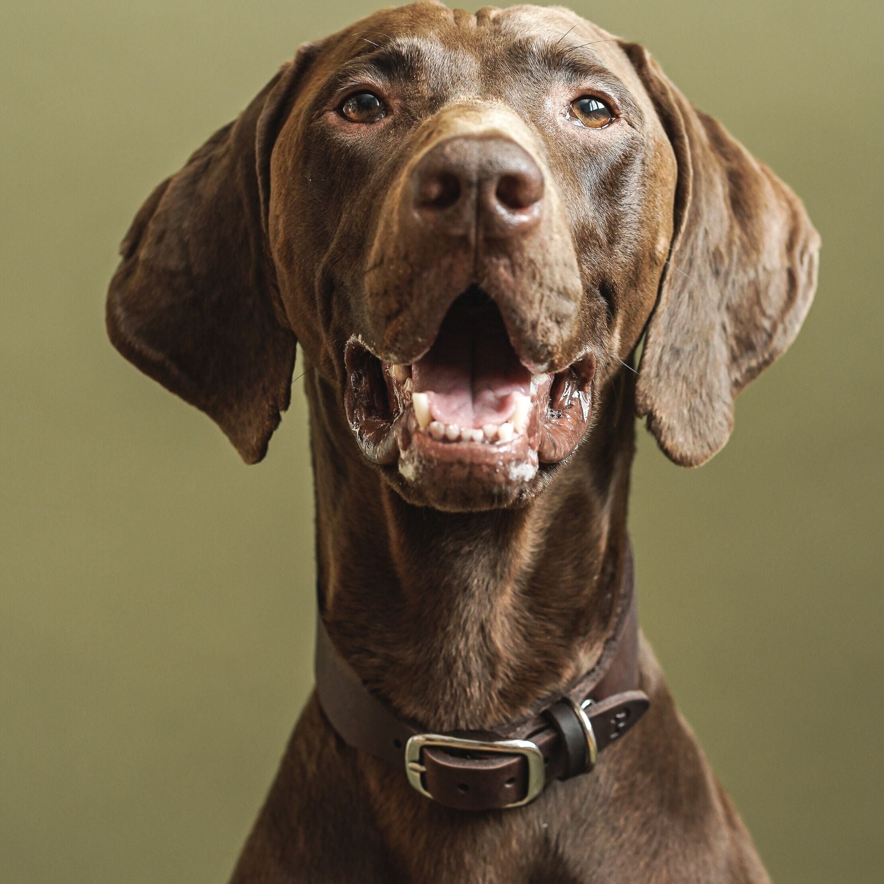 Personalizable collar with name | chestnut