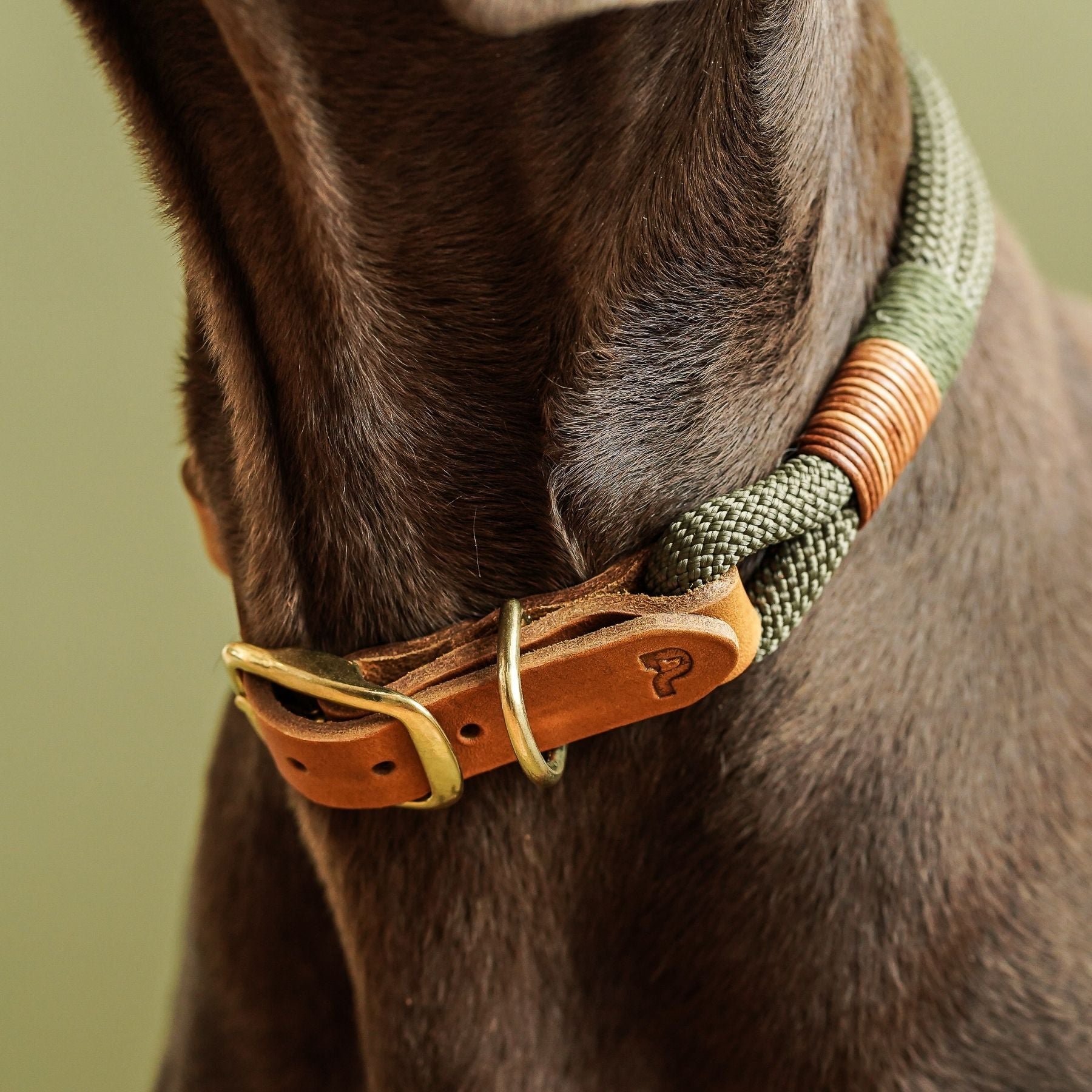 Dew collar 'Olive Grove'