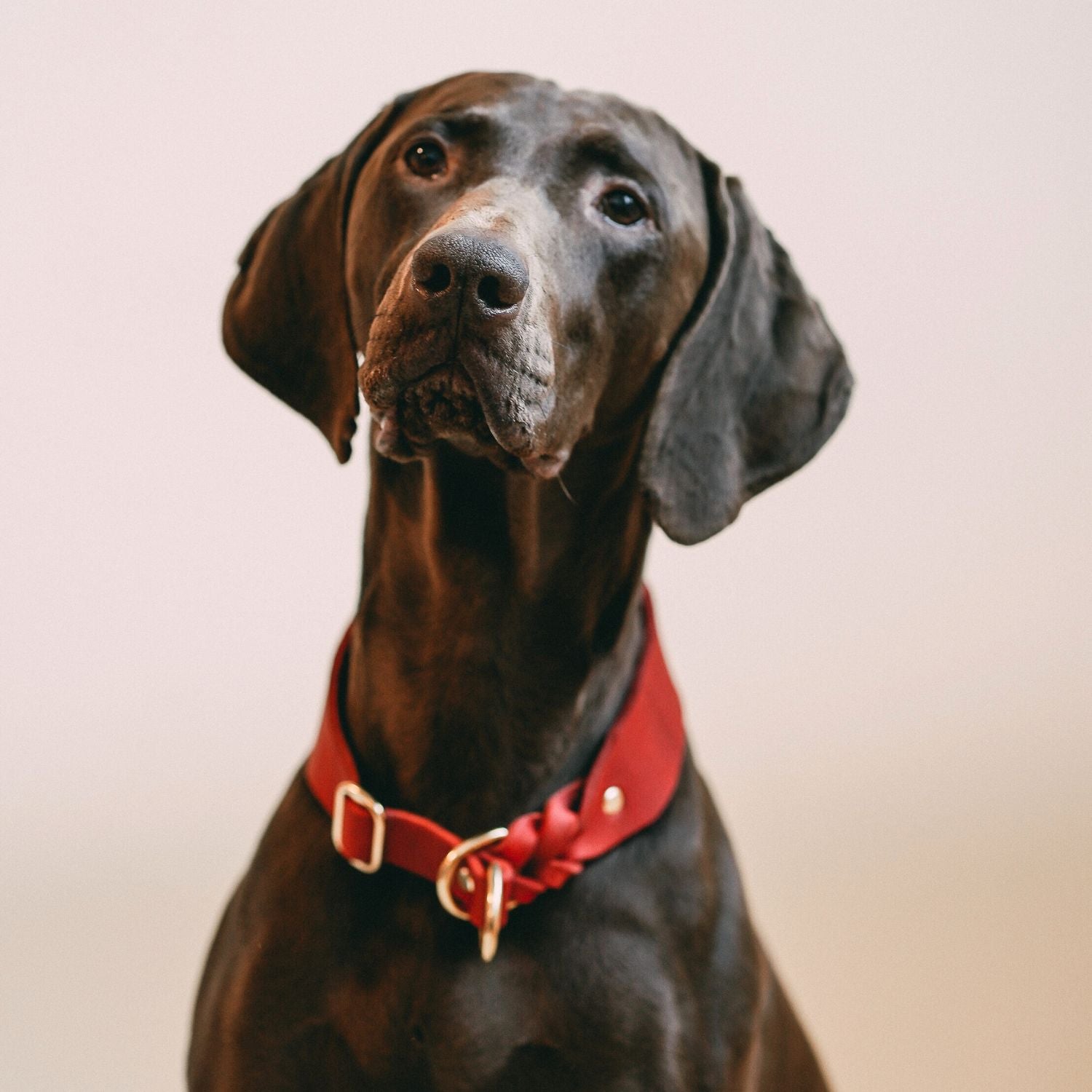 Pull stop collar made of greased leather 'Chili'