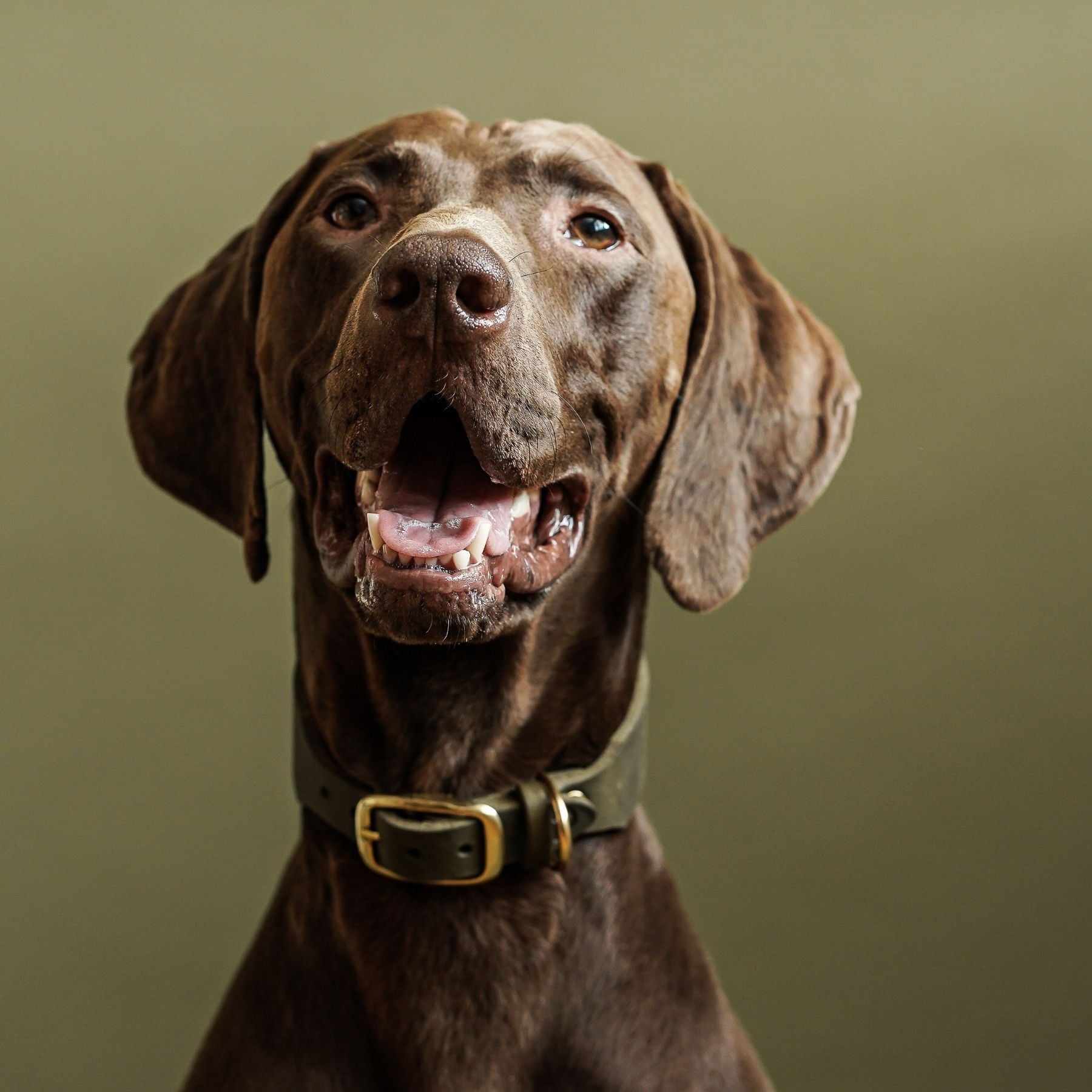 Set | Leather collar & leash in olive
