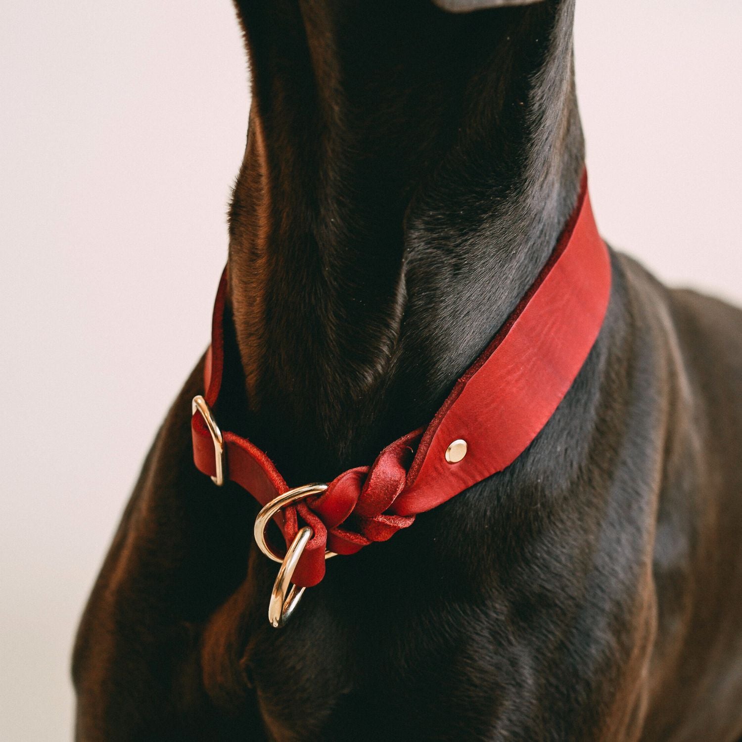 Pull stop collar made of greased leather 'Chili'