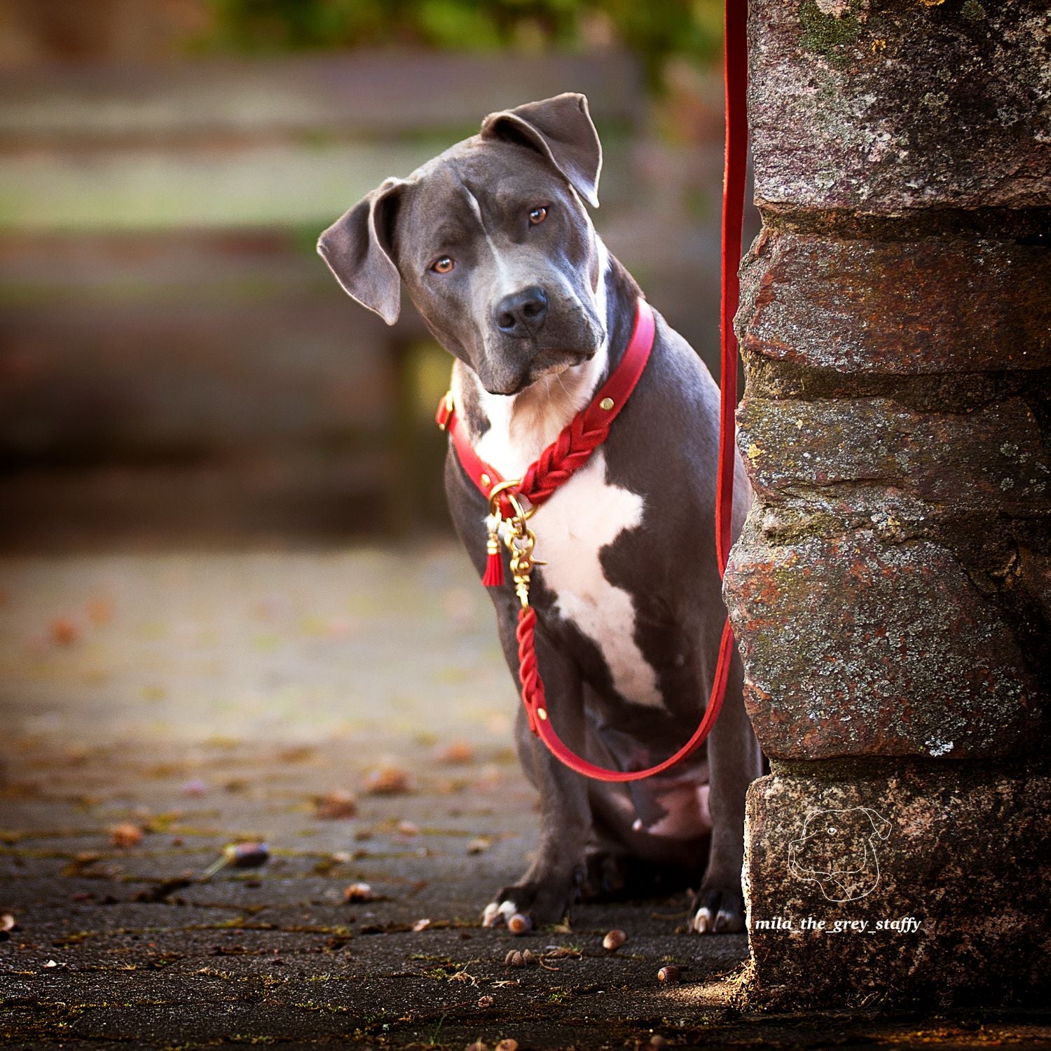 Pull stop collar made of greased leather 'Chili'