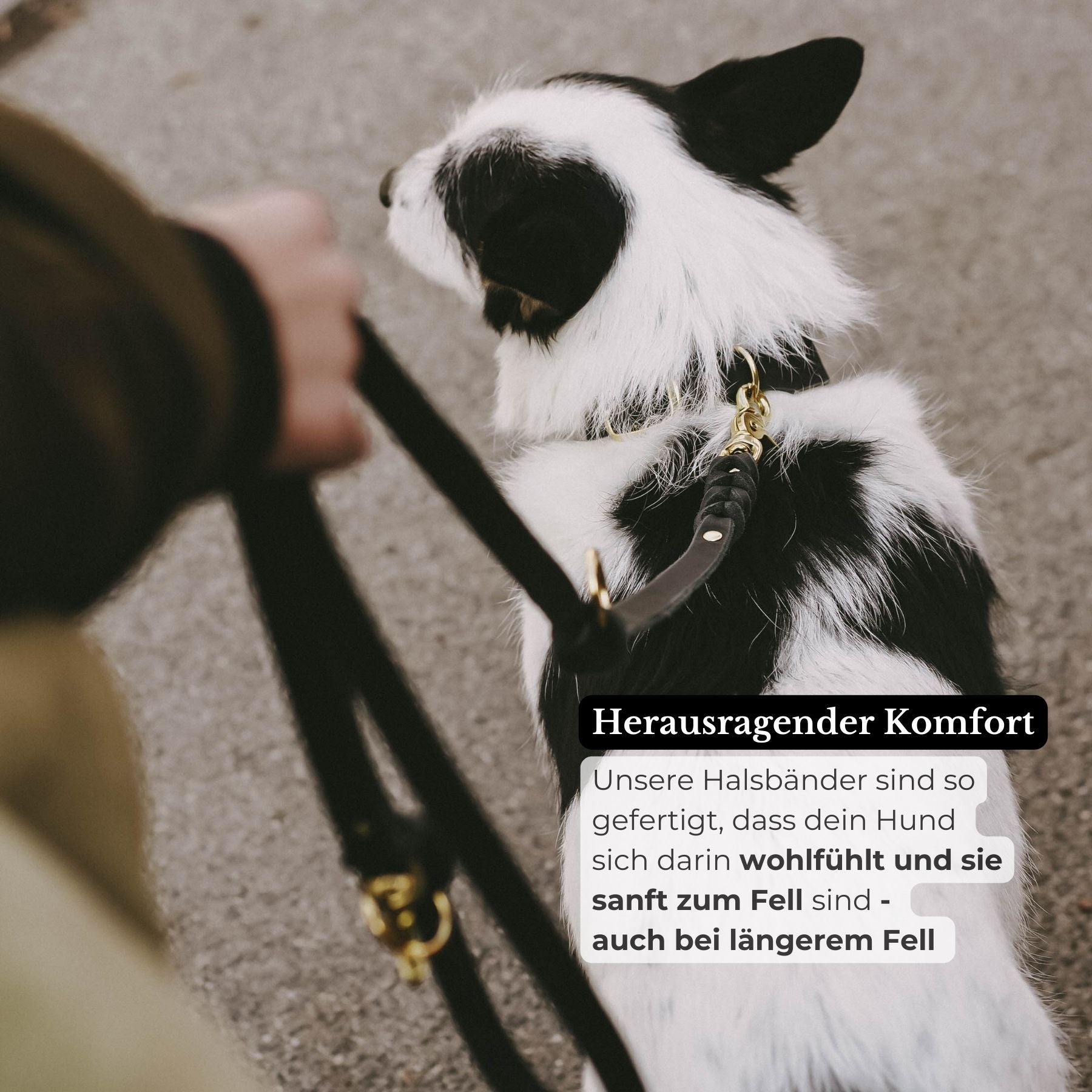 Lederleine 'Bjarki' in Schwarz