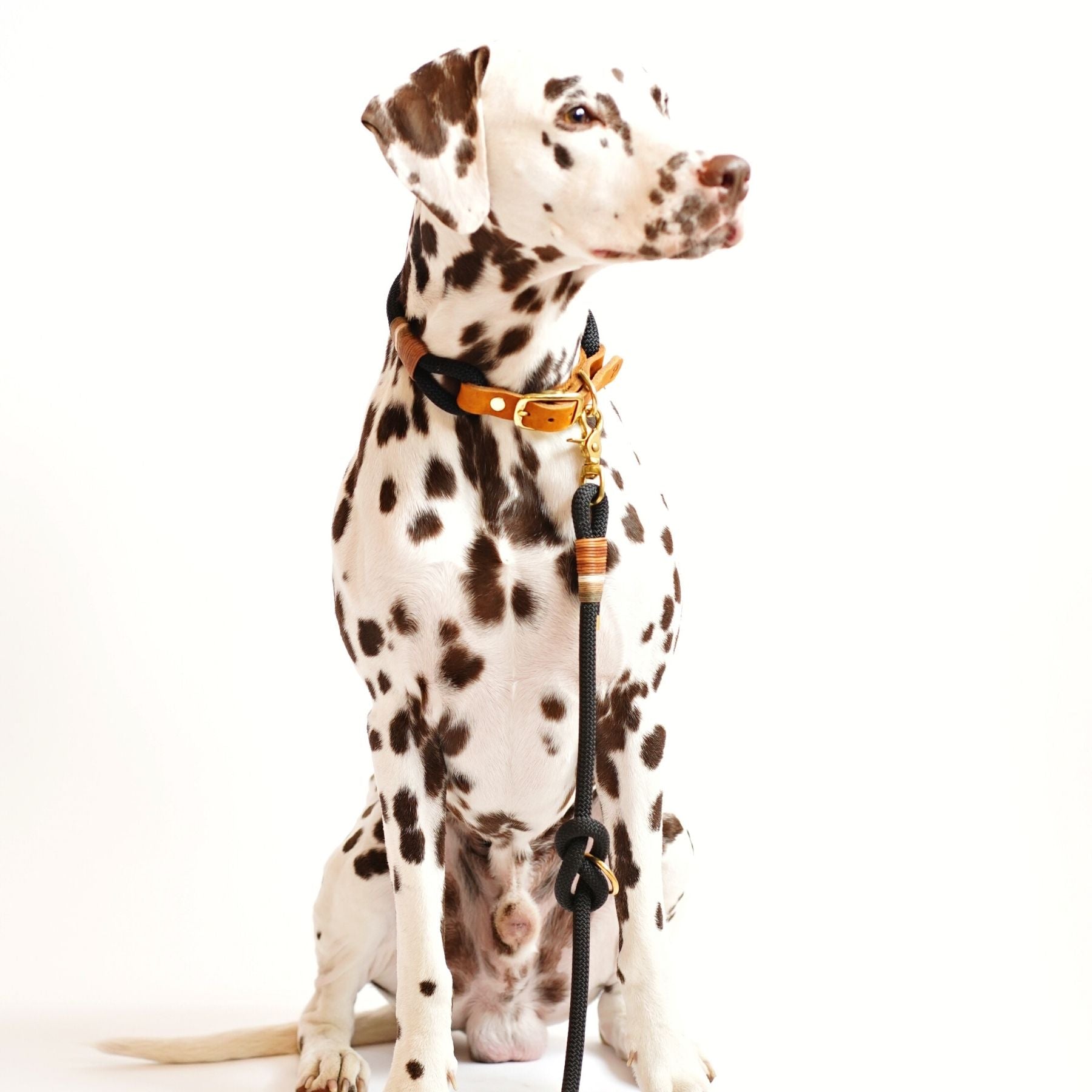 Set | Collar & leash 'Berlin'