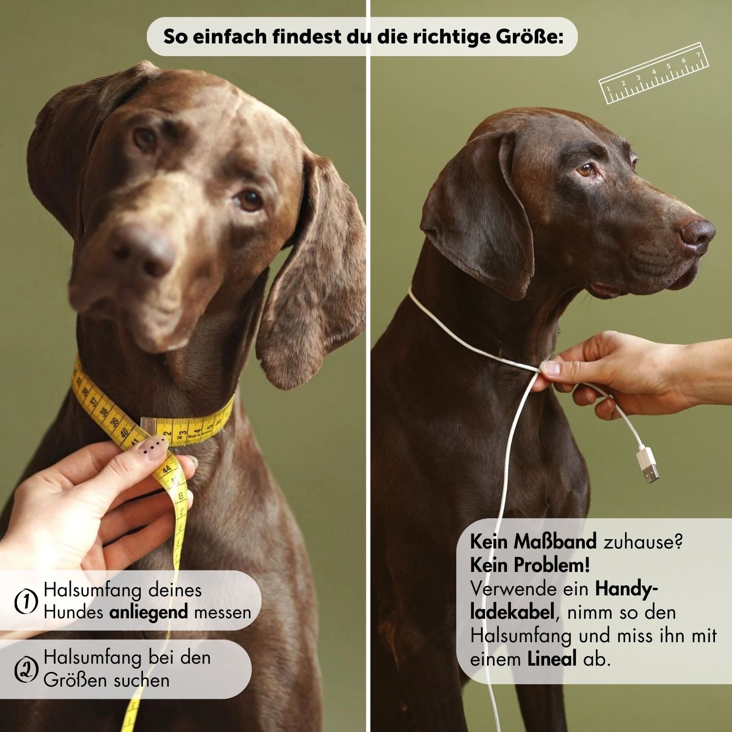 BLACK DOGDAYS promotion | Leather collar & rope leash 'Olive Grove'