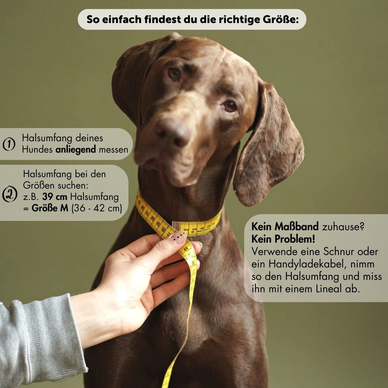 Dew collar 'Berlin'