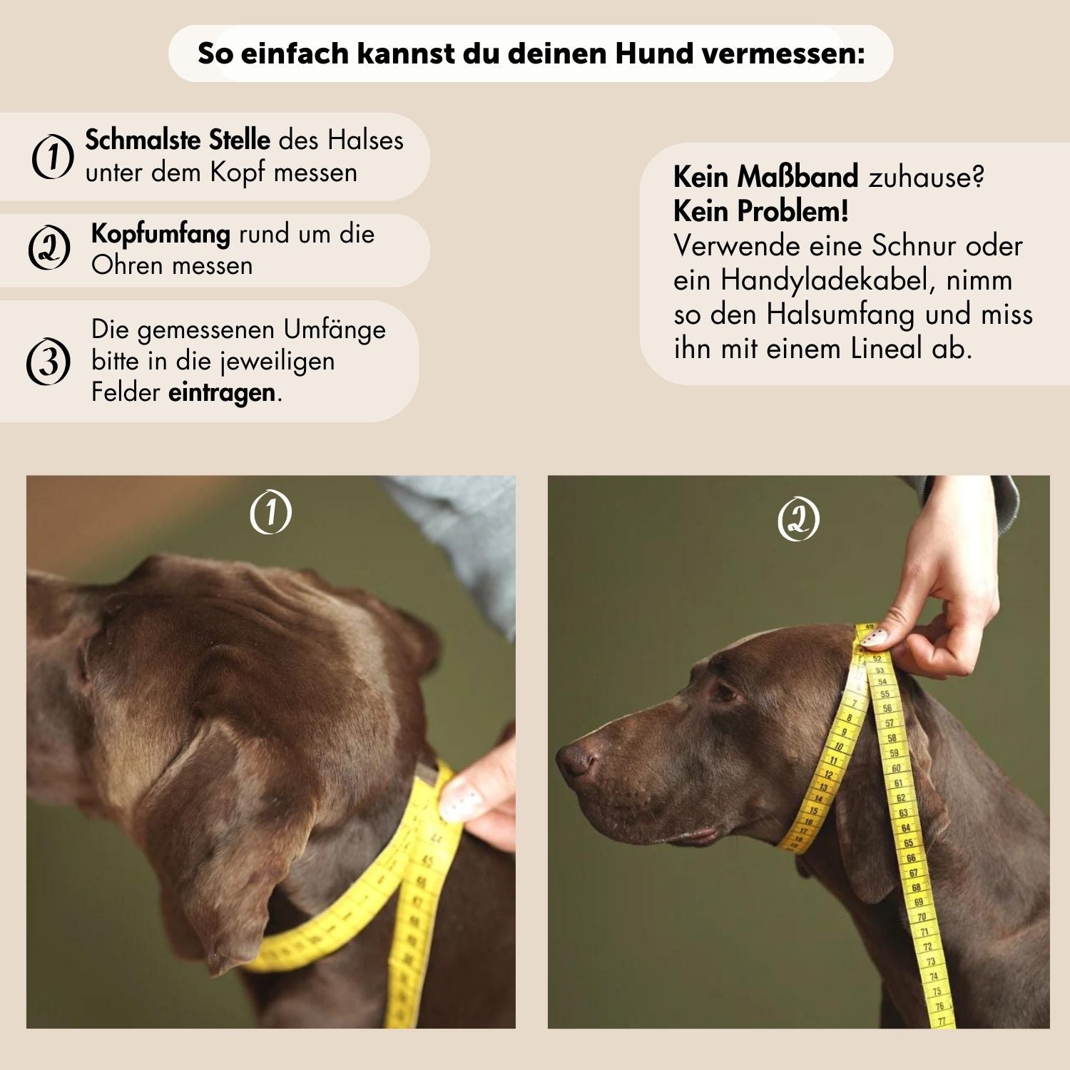 Pull stop collar made of greased leather 'Chili'