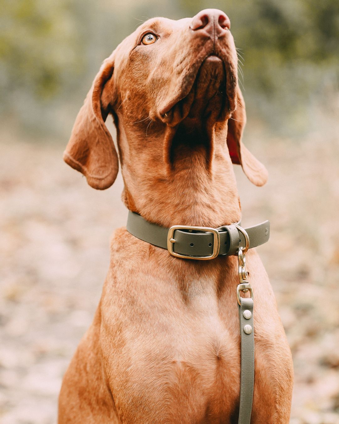 Set | Collar & leash made of Biothane® 'Khaki'