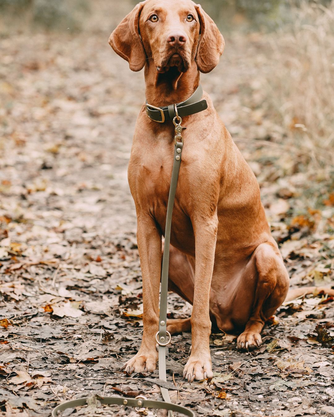 Set | Collar & leash made of Biothane® 'Khaki'