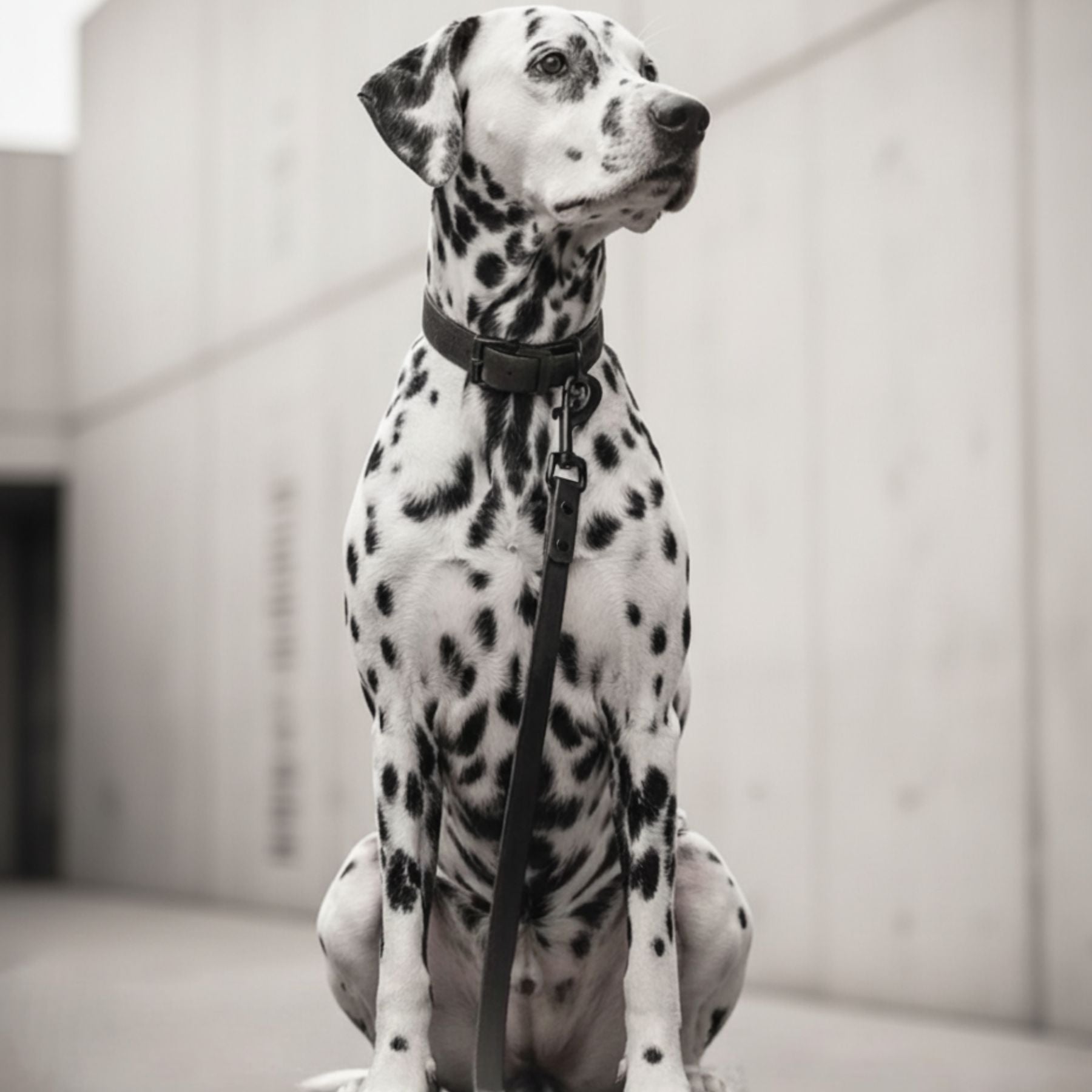 Biothane® collar 'Light brown'