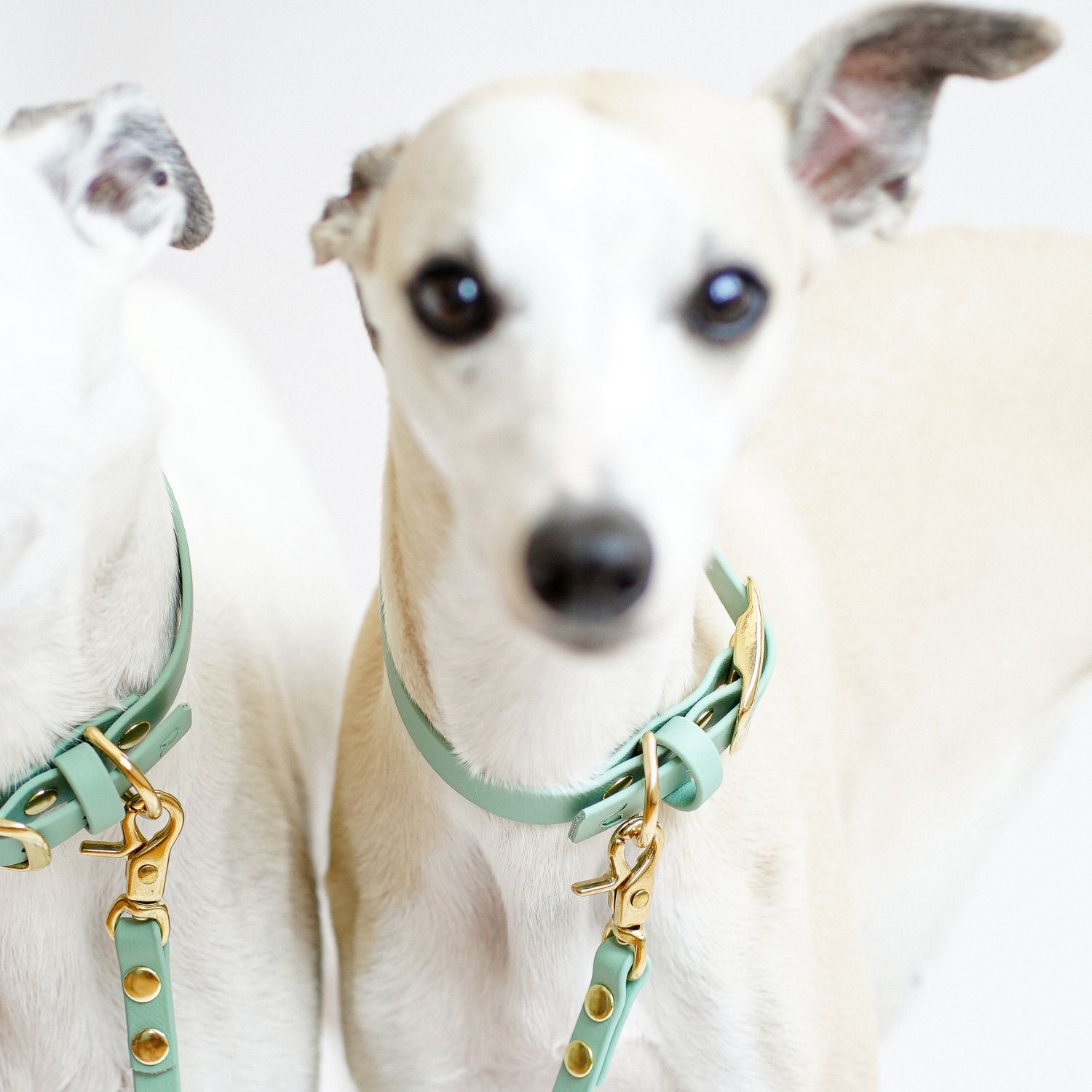 Biothane® collar 'Sage'