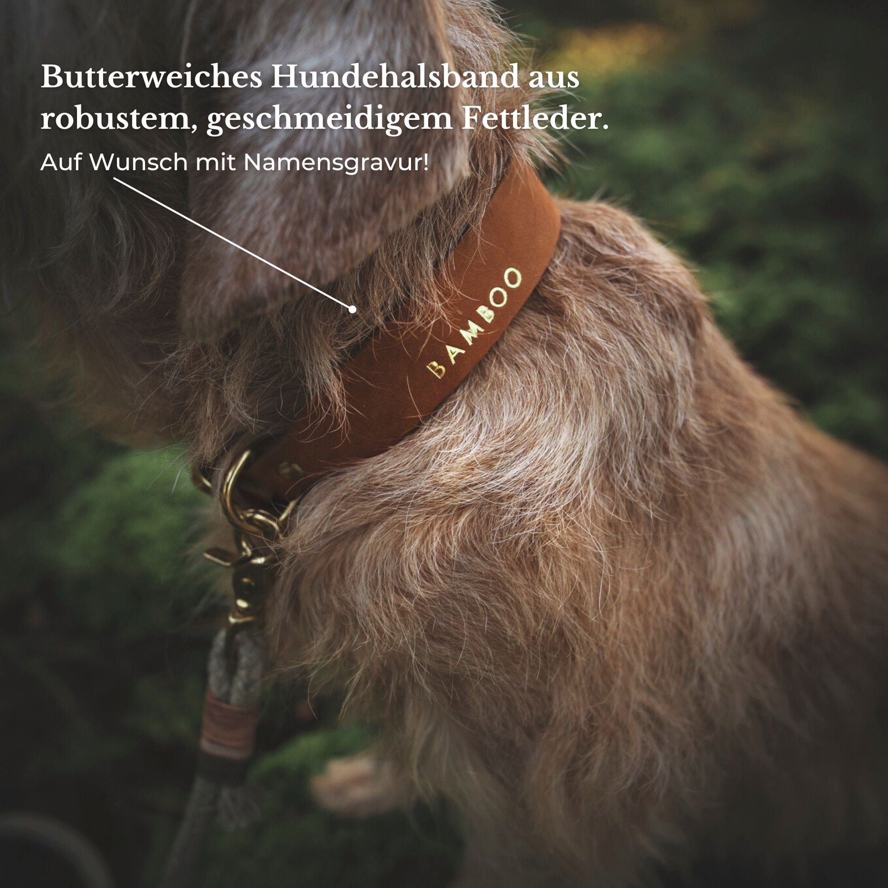 Essentials Walk Bundle | Lederhalsband + Tauleine Olive Grove + Hundemarke