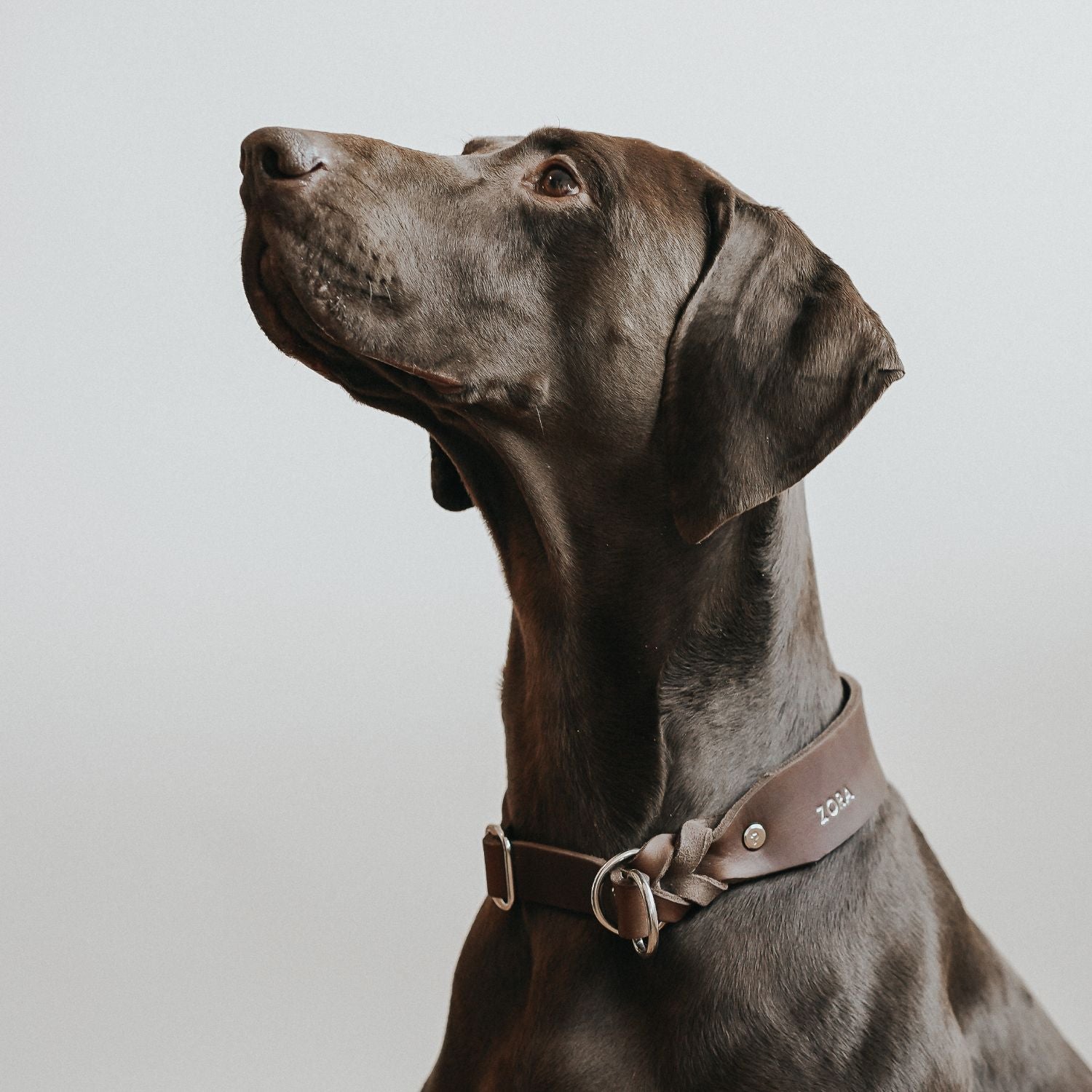 Pull stop collar made of greased leather 'Chestnut'