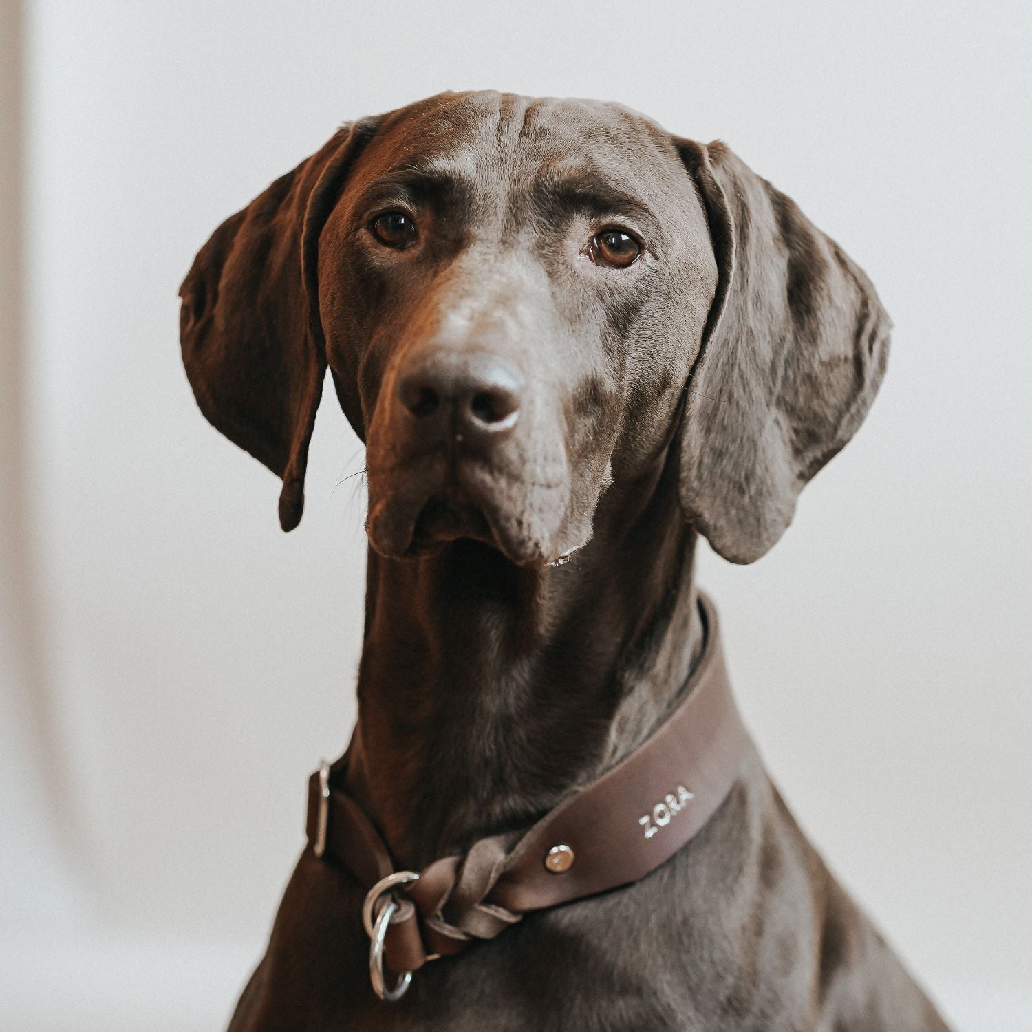 Pull stop collar made of greased leather 'Chestnut'