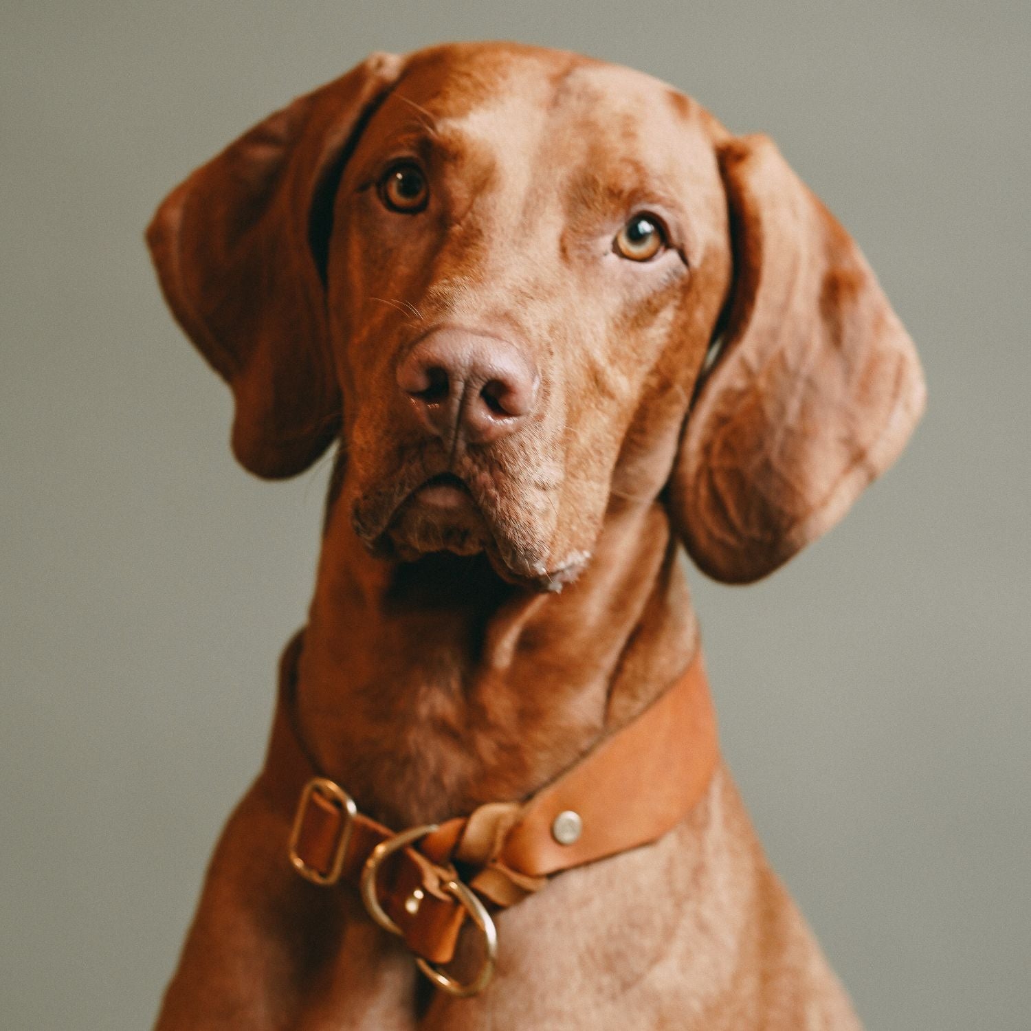 Pull stop collar made of greased leather 'Cognac'