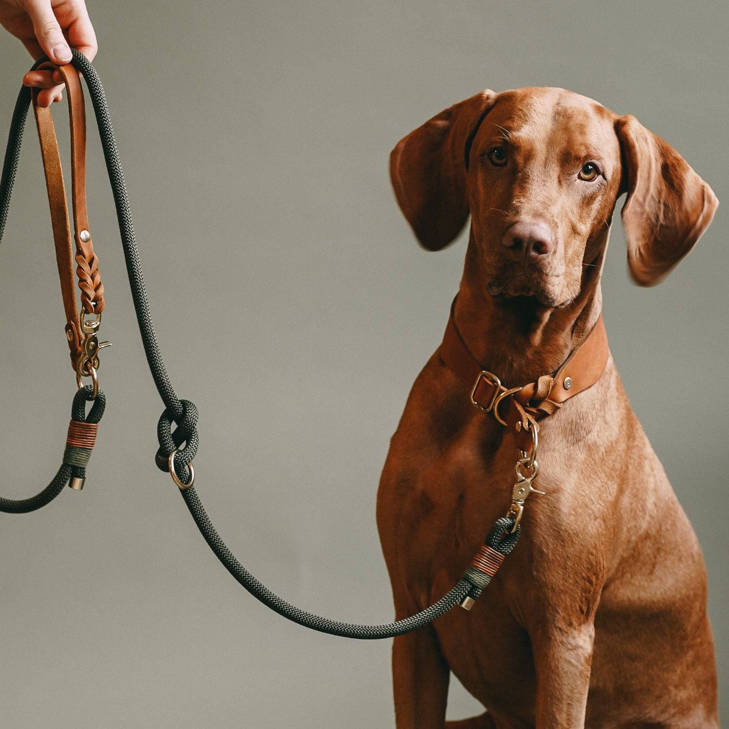 Pull stop collar made of greased leather 'Cognac'